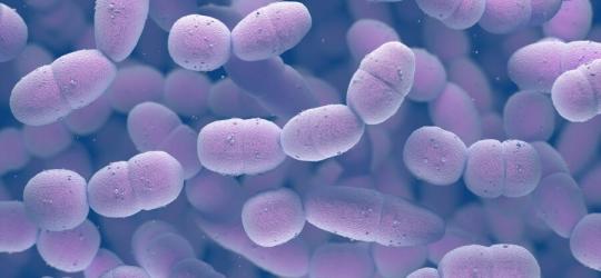 Pneumokoki: objawy, leczenie, szczepionka