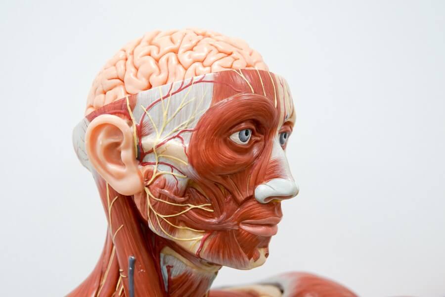 Anatomiczny model ludzkiej głowy z widocznym nerwem twarzowym.