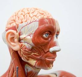 Anatomiczny model ludzkiej głowy z widocznym nerwem twarzowym.