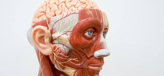 Anatomiczny model ludzkiej głowy z widocznym nerwem twarzowym.