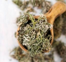 Wysuszony porost islandzki.