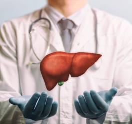 Lekarz prezentuje model ludzkiej wątroby.