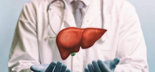 Lekarz prezentuje model ludzkiej wątroby.