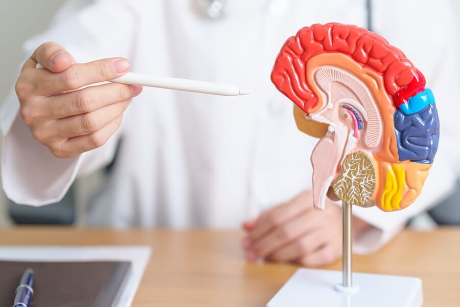 Medyk prezentuje model ludzkiego mózgu.