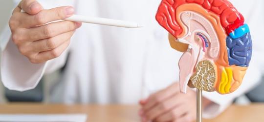 Medyk prezentuje model ludzkiego mózgu.