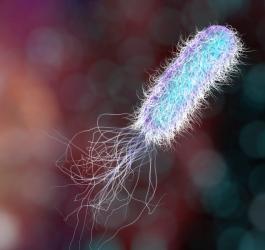 Model 3D pałeczki ropy błękitnej.