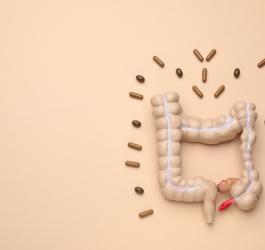 Model jelita grubego. Organ ten zagrożony jest rozwojem raka jelita grubego.