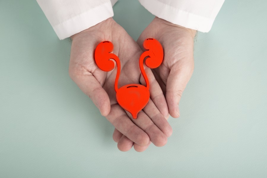 Papierowy model układu moczowego trzymany w dłoniach.