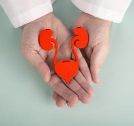 Papierowy model układu moczowego trzymany w dłoniach.