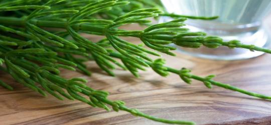 Różne zastosowania skrzypu polnego