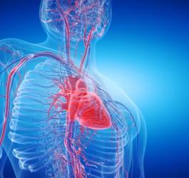 Grafika przedstawiająca układ sercowo-naczyniowy w ludzkim organizmie, jest też widoczna aorta.