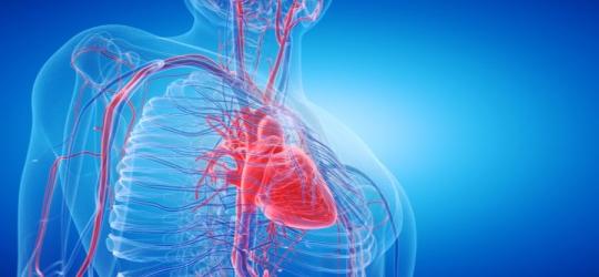 Grafika przedstawiająca układ sercowo-naczyniowy w ludzkim organizmie, jest też widoczna aorta.
