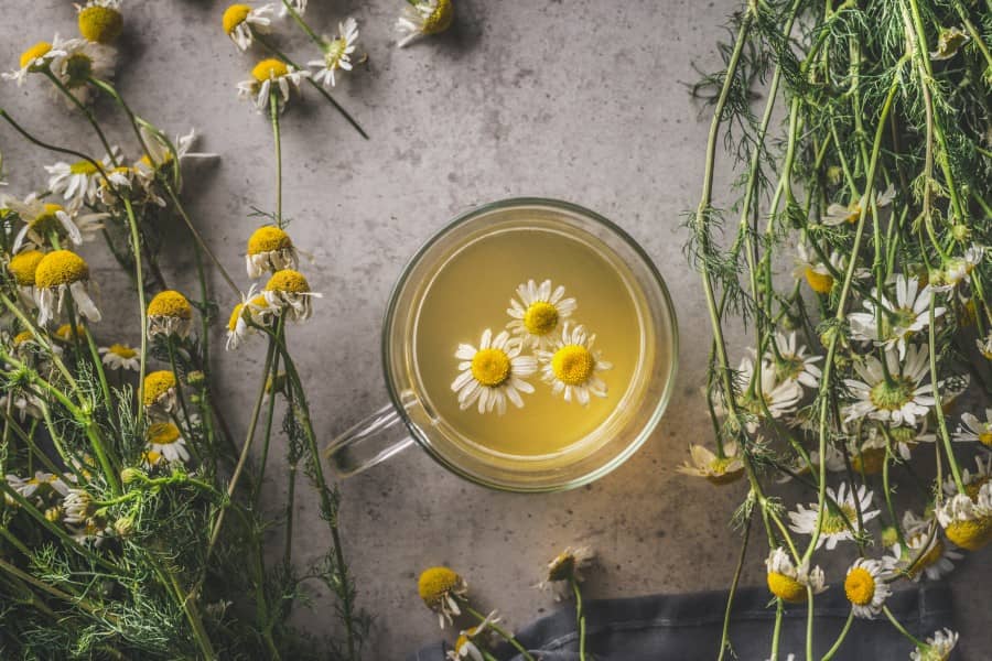 Napar z rumianku pospolitego.