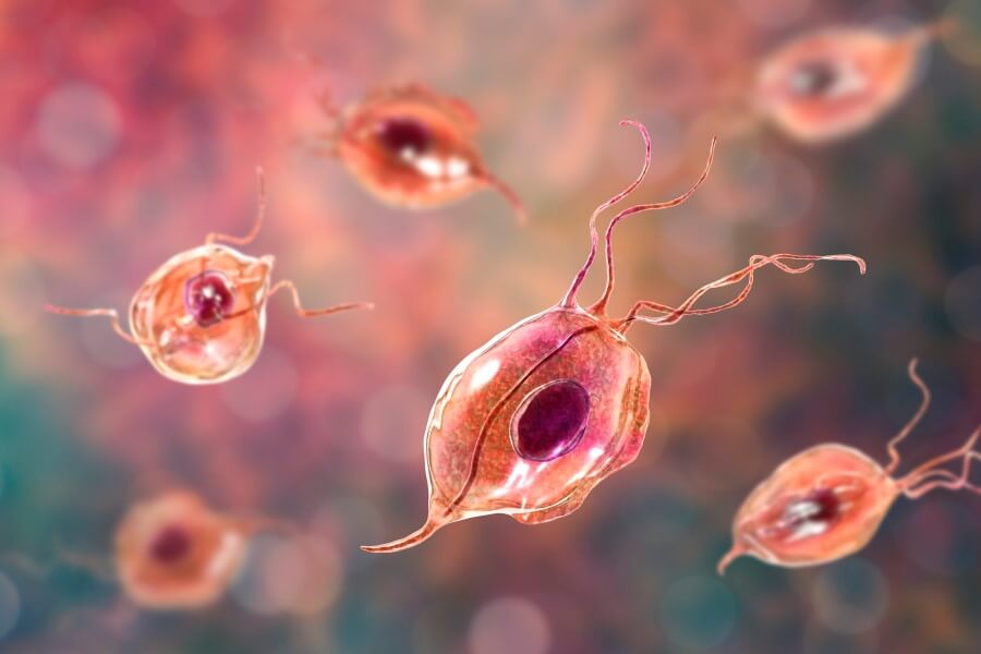 Model rzęsistka pochwowego, pierwotniaka wywołującego rzęsistkowicę.