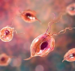 Model rzęsistka pochwowego, pierwotniaka wywołującego rzęsistkowicę.