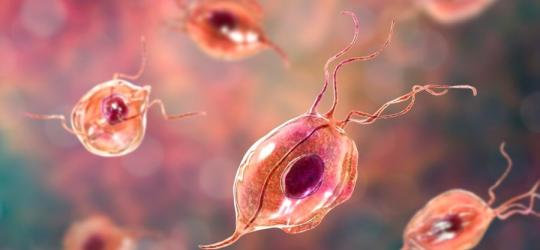 Model rzęsistka pochwowego, pierwotniaka wywołującego rzęsistkowicę.