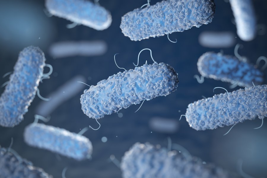 Salmonella - jak można się zarazić?