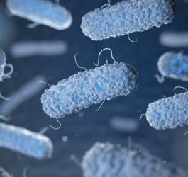 Salmonella - jak można się zarazić?
