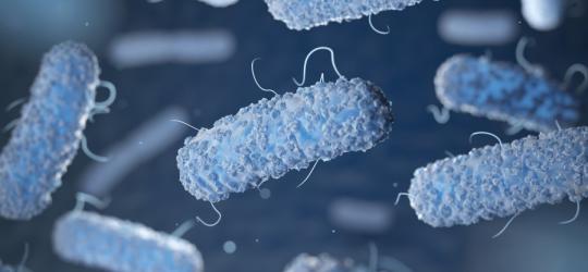 Salmonella - jak można się zarazić?