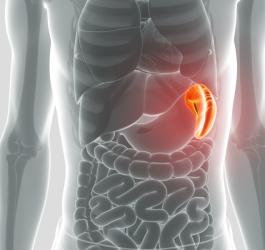 Śledziona – budowa, funkcje, dolegliwości