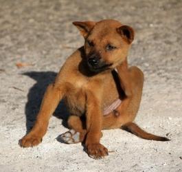 Szczeniak mocno się drapie, ma pchły.