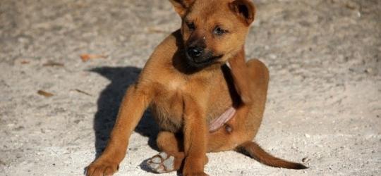 Szczeniak mocno się drapie, ma pchły.