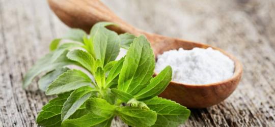 Świeże liście stewii oraz stewia w postaci proszku.