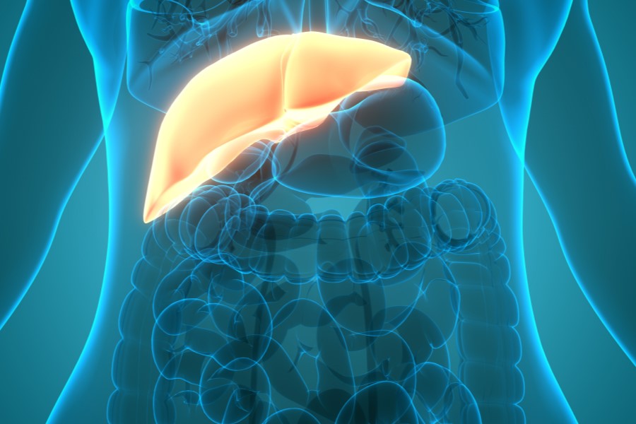 Prześwietlenie jamy brzusznej - widoczne organy wewnętrzne, w tym wyszczególniona wątroba.