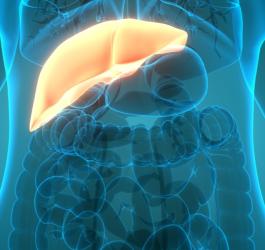 Prześwietlenie jamy brzusznej - widoczne organy wewnętrzne, w tym wyszczególniona wątroba.