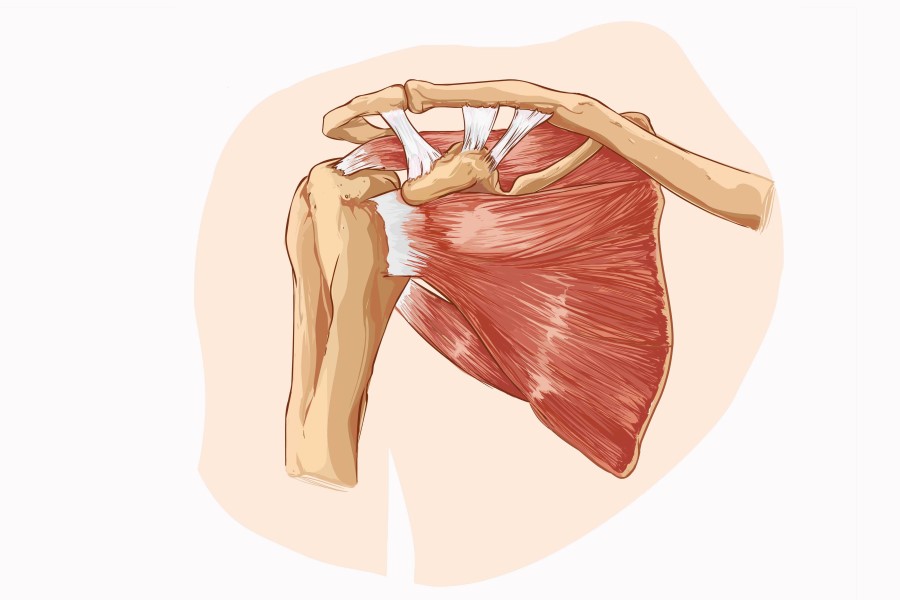 Stożek rotatorów - jak jest zbudowany i jakie pełni funkcje?