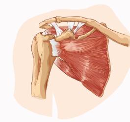 Stożek rotatorów - jak jest zbudowany i jakie pełni funkcje?