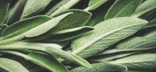 Liście świeżo ściętej szałwii lekarskiej.