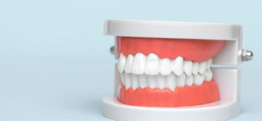 Model ludzkiej szczęki z zaciśniętymi zębami.