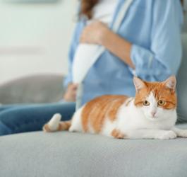 Toksoplazmoza - zagrożenie dla ciężarnych