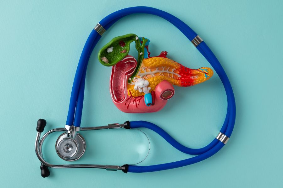 Model trzustki ze stetoskopem.