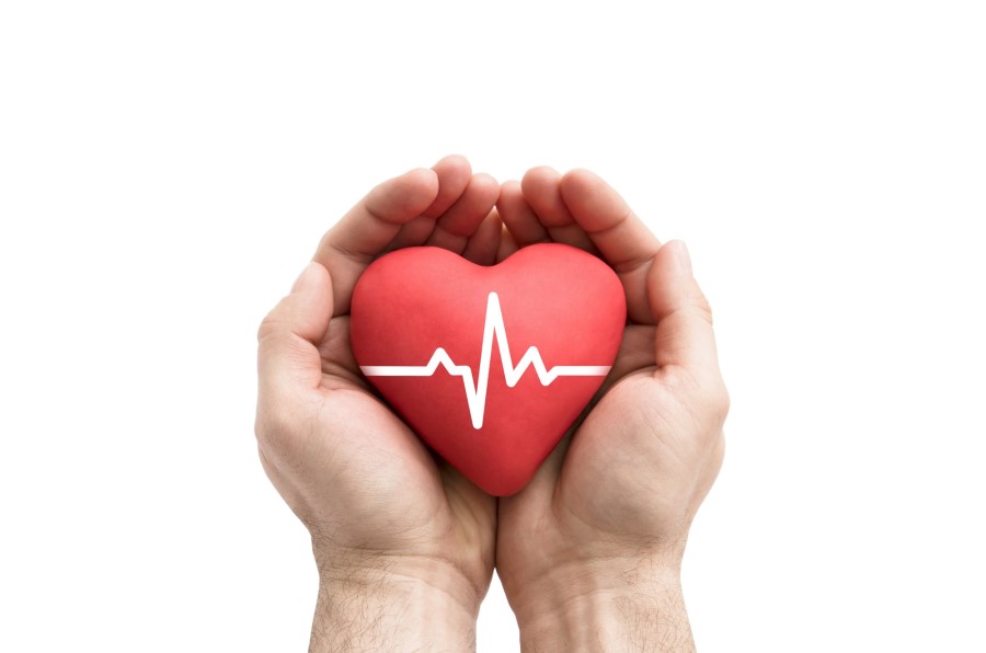 Model serca z linią izoelektryczną trzymany w dłoniach.