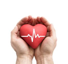 Model serca z linią izoelektryczną trzymany w dłoniach.