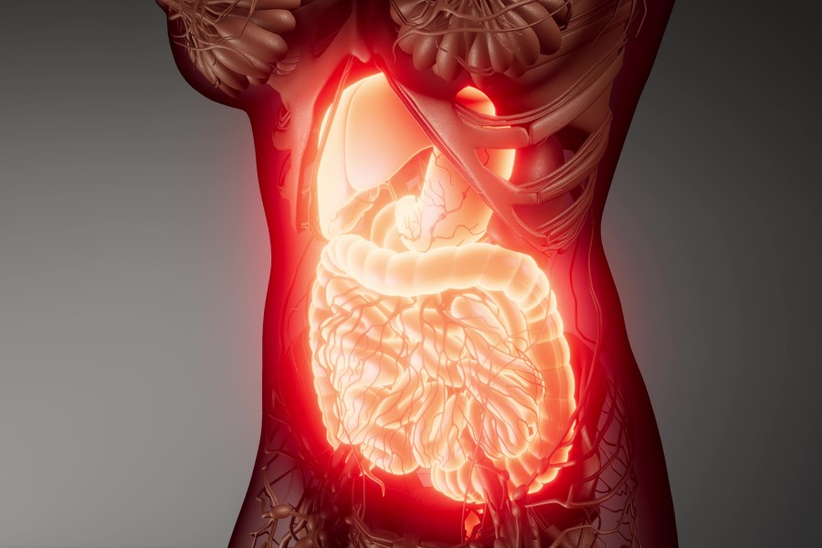 Widok 3D ludzkiego układu pokarmowego wewnątrz organizmu.