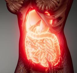 Widok 3D ludzkiego układu pokarmowego wewnątrz organizmu.