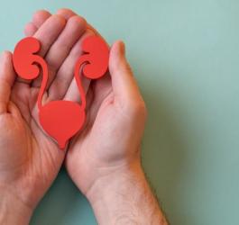 Mężczyzna trzyma w dłoniach papierowy model układu moczowego.