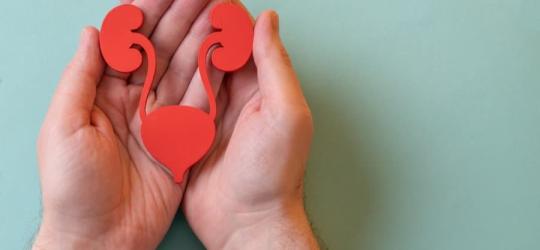 Mężczyzna trzyma w dłoniach papierowy model układu moczowego.