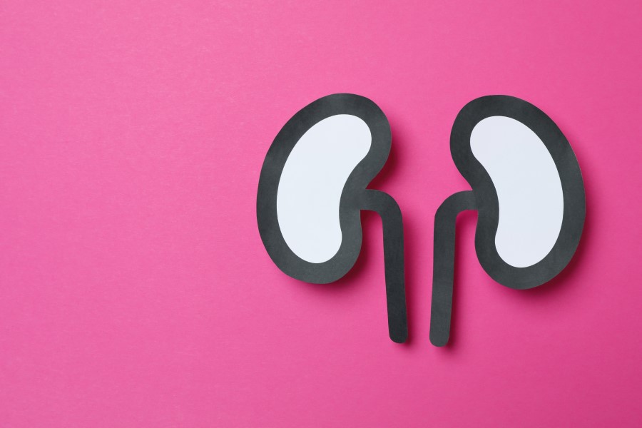 Papierowy model nerek na różowym tle. Na działanie nerek wpływa m.in. wazopresyna.