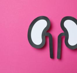 Papierowy model nerek na różowym tle. Na działanie nerek wpływa m.in. wazopresyna.