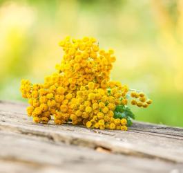 Wrotycz (mlecznica) - właściwości i zastosowanie