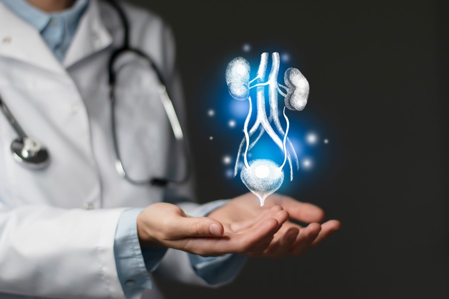 Nad dłońmi lekarza znajduje się model układu moczowego.
