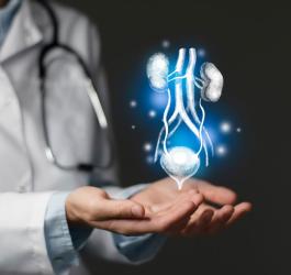 Nad dłońmi lekarza znajduje się model układu moczowego.