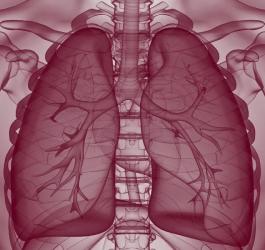 Model 3D płuc z widocznymi oskrzelikami.