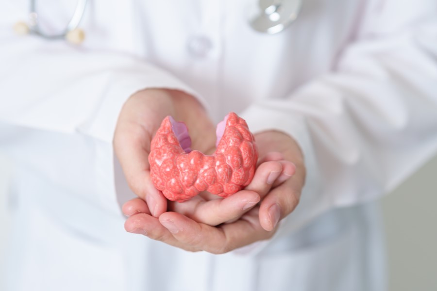 Medyk trzyma w rękach model tarczycy.