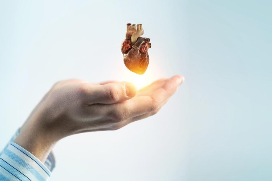 Złączone, męskie dłonie podtrzymują anatomiczny model ludzkiego serca