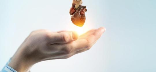 Złączone, męskie dłonie podtrzymują anatomiczny model ludzkiego serca